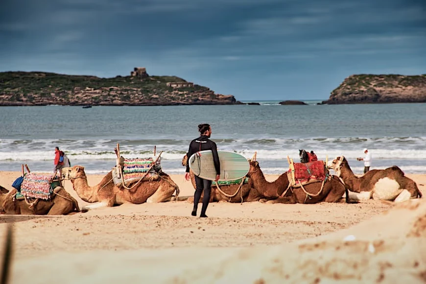 Surfer walking past resting camels on Essaouira beach