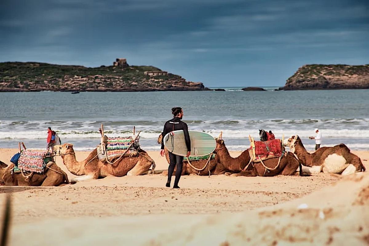 Surfer walking past resting camels on Essaouira beach