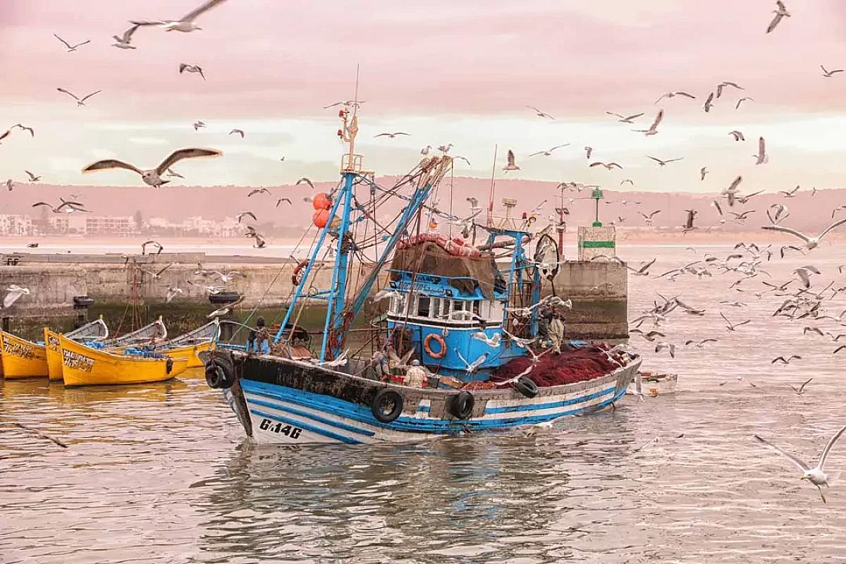 Fishing trawler surrounded by seagulls in Essaouira harbour
