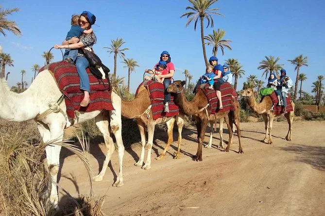 Family riding camels through the Marrakech palm grove