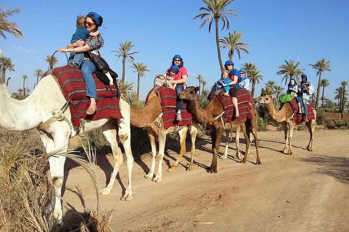 Family riding camels through the Marrakech palm grove