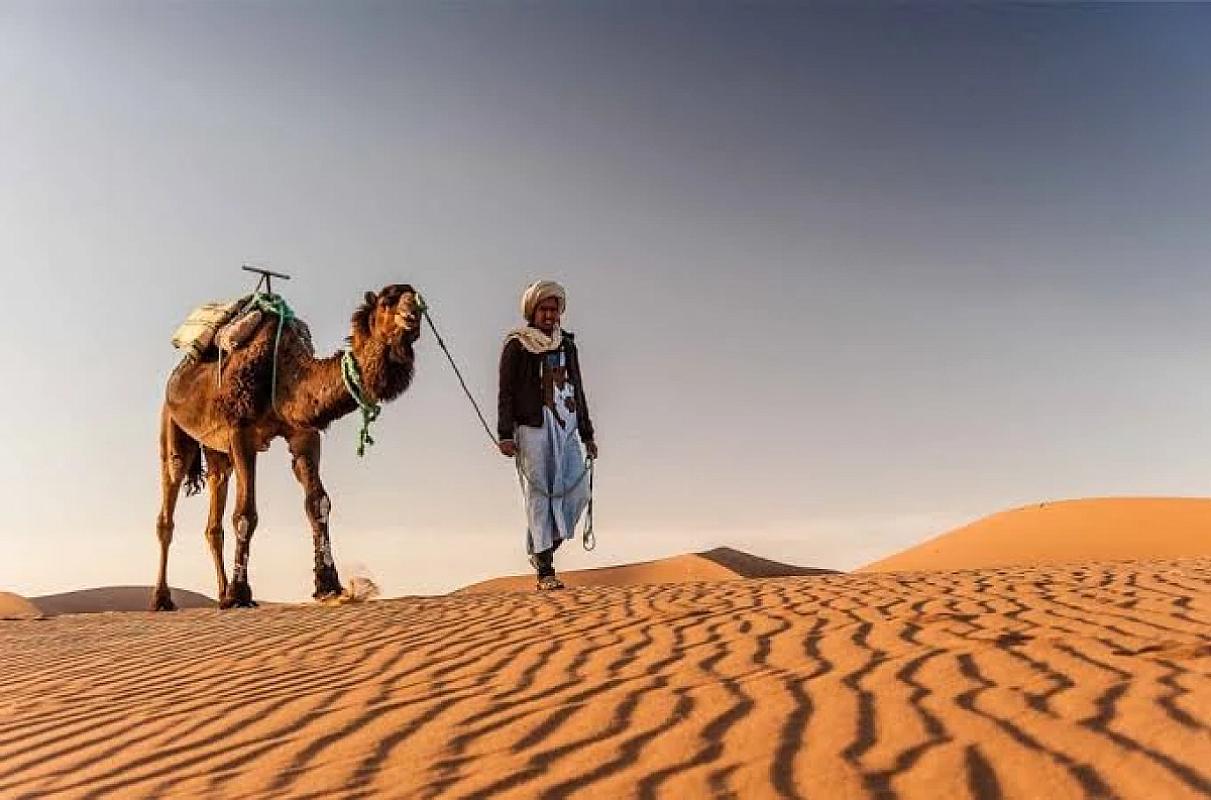 Berber guide leading his camel across rippled Sahara dunes