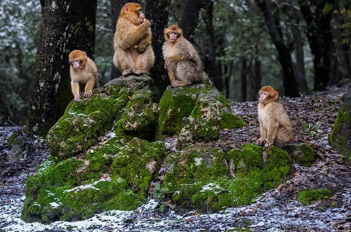 Barbary macaques on mossy rocks in the Azrou cedar forest