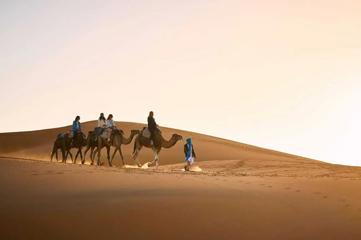 Camel caravan on a dune ridge near Merzouga at sunset