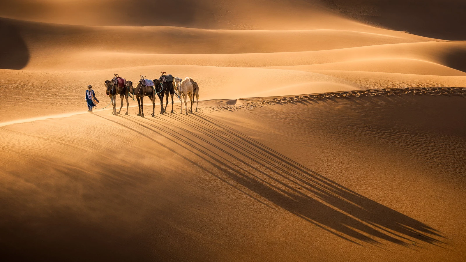 Camel caravan casting long shadows across sweeping Sahara dunes