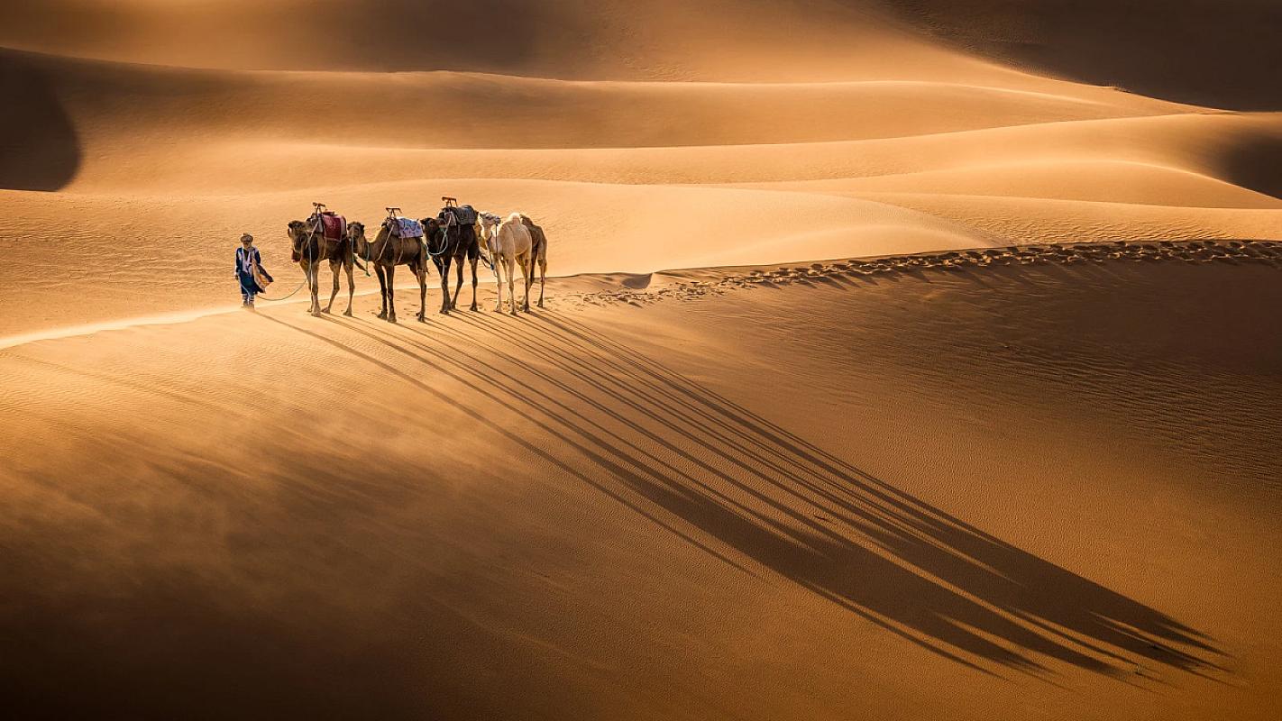 Camel caravan casting long shadows across sweeping Sahara dunes