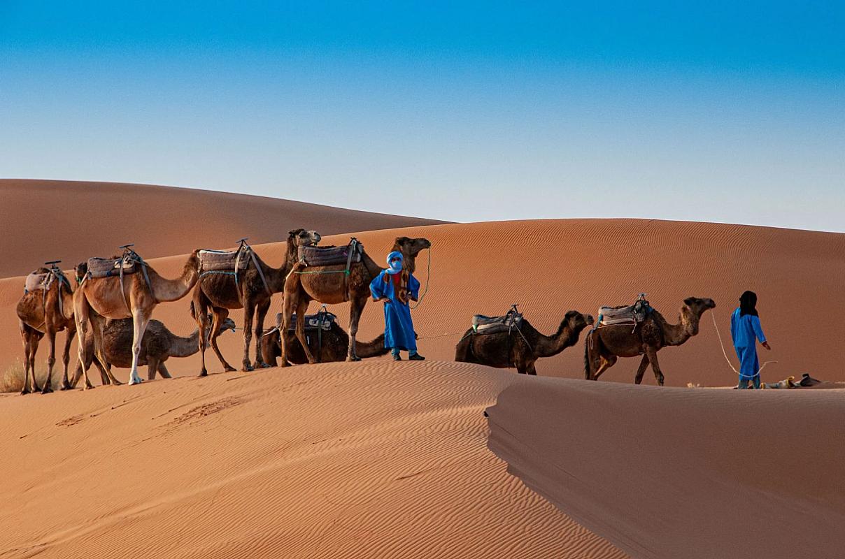 Berber guides preparing a saddled camel caravan on the dunes