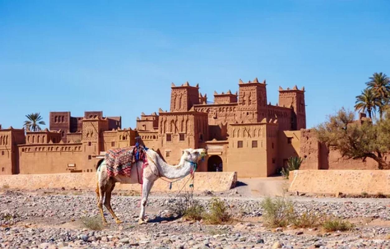 Camel resting before an earthen kasbah in the Skoura oasis